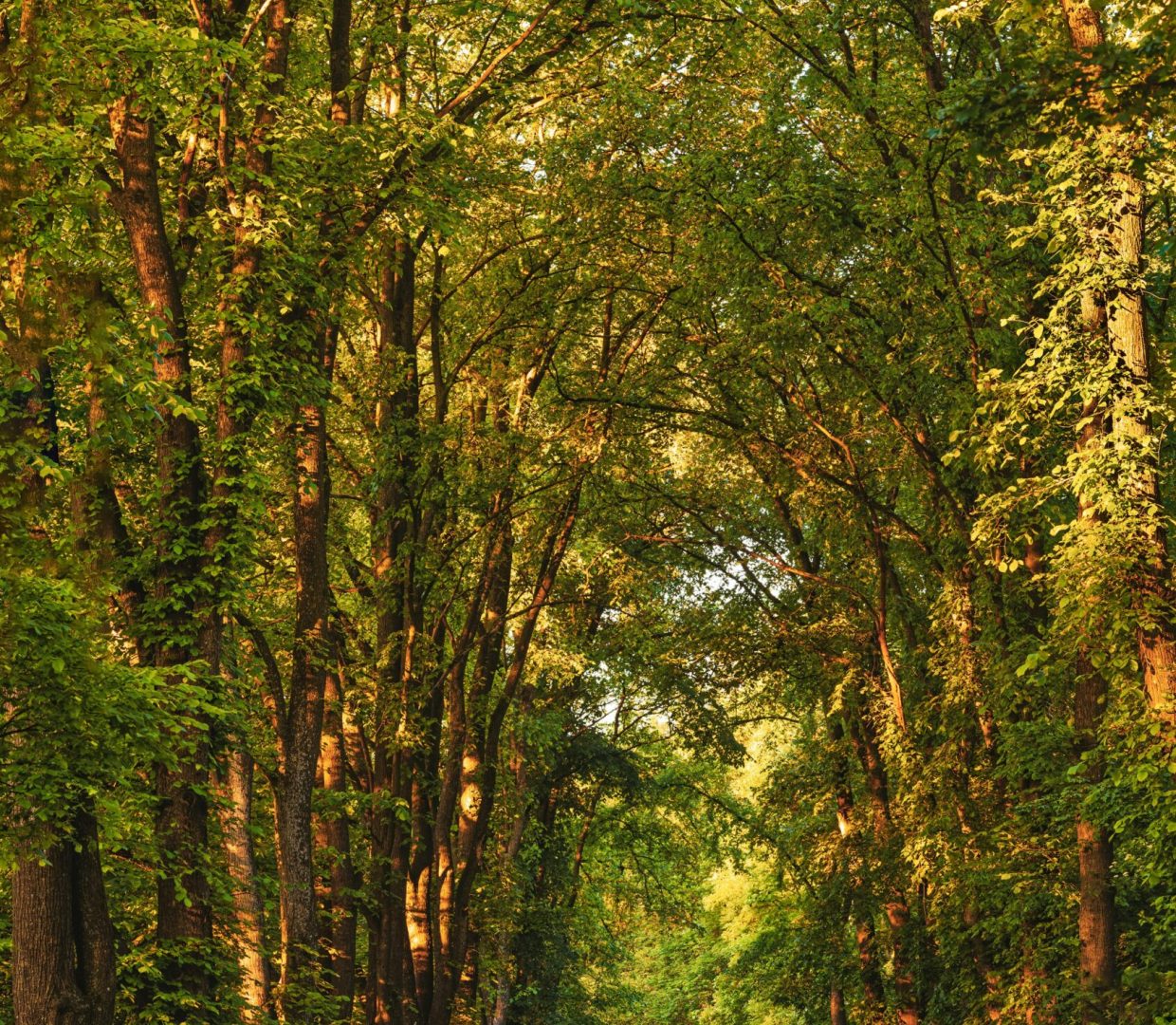 pexels-umkreisel-app-2832041